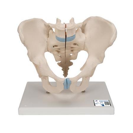 3B SCIENTIFIC Pelvis male, 3 part - w/ 3B Smart Anatomy 1013026